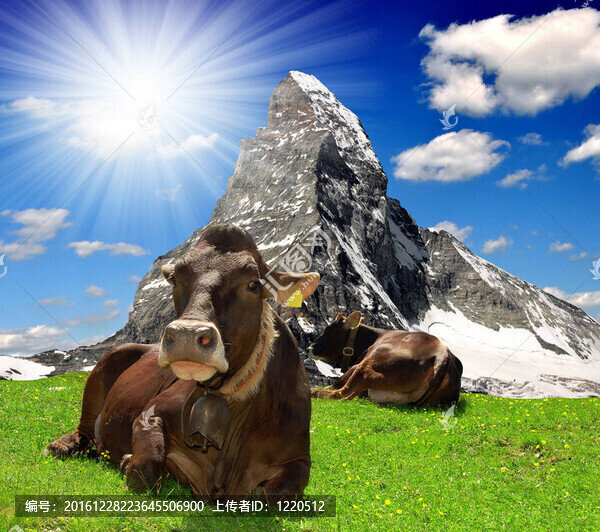 躺在草地上的奶牛