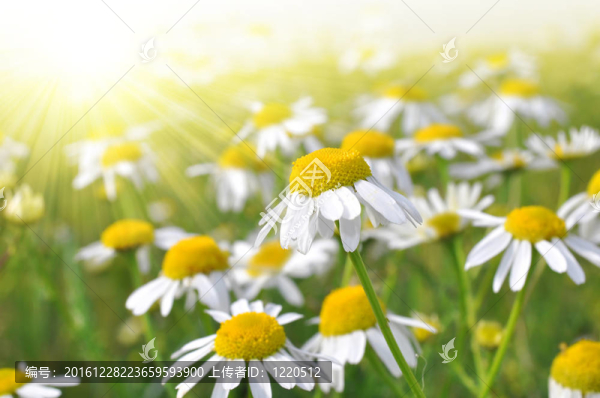 雛菊