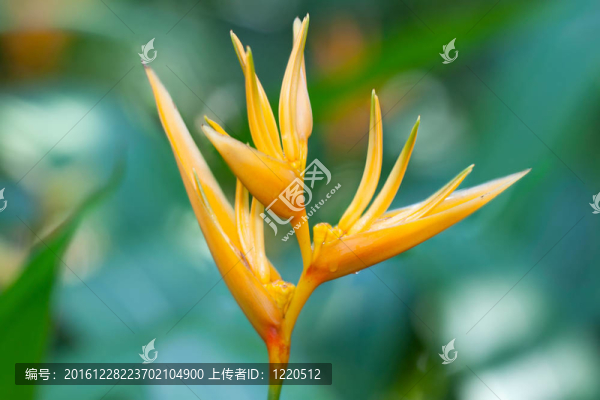 蝎尾蕉