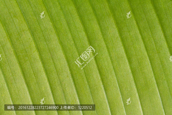 香蕉葉