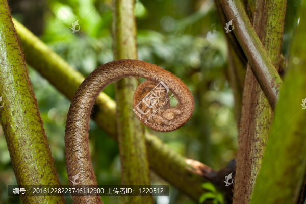 騾子腳蕨