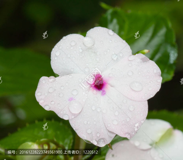 白蘭花