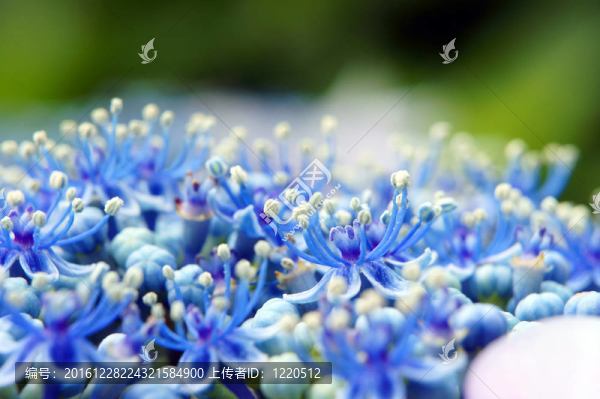 的繡球花的雄蕊和雌蕊（特寫）。