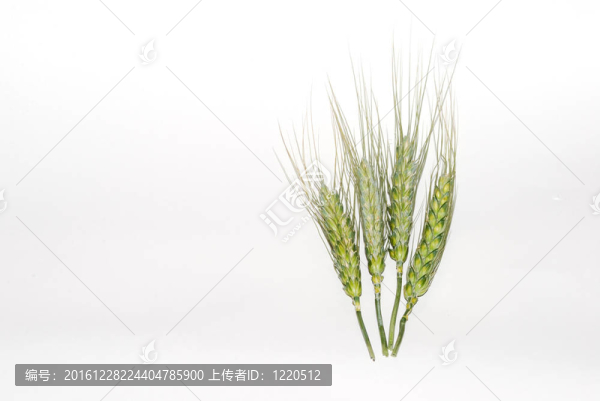 白色背景小麥