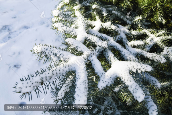 針葉樹有鋒利的刺和冰雪覆蓋的樹枝