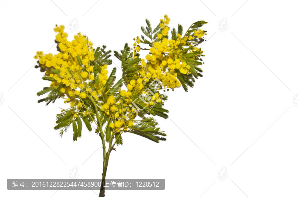 含羞草為婦女節(jié)