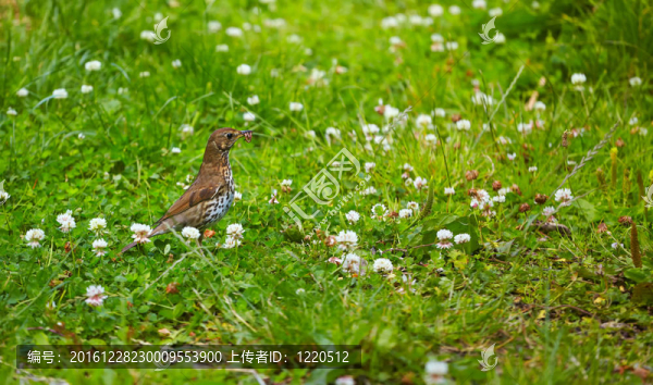 歌鶇（Turdus,philomelos）
