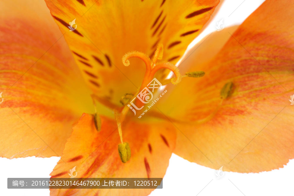 Lily,Stamen和花粉的宏