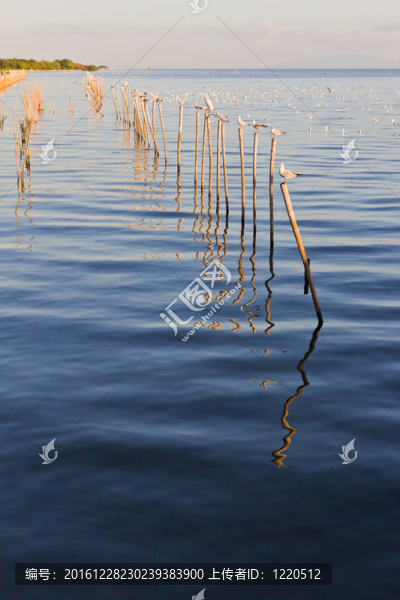 海鷗木在海上日志