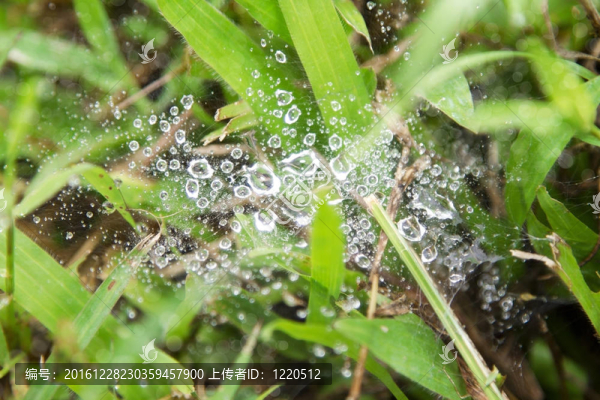露滴蜘蛛網(wǎng)
