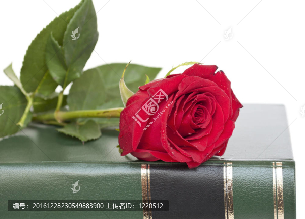 美麗的紅玫瑰在書上孤立