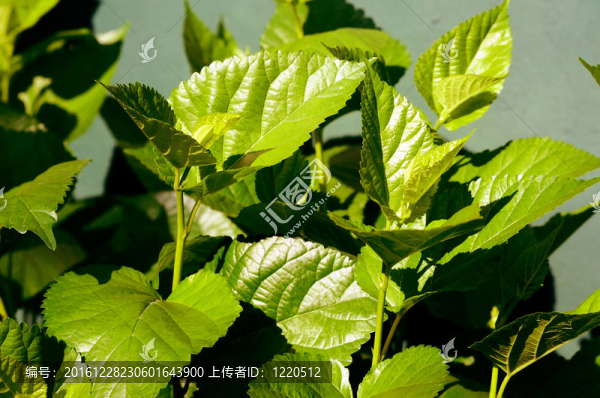 桑樹的葉子