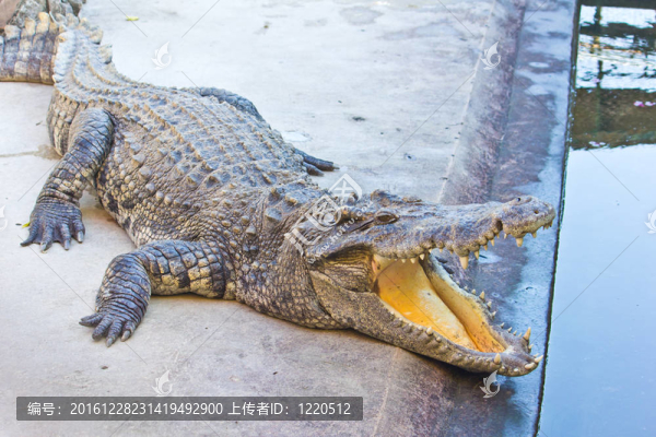 危險鱷魚張開嘴