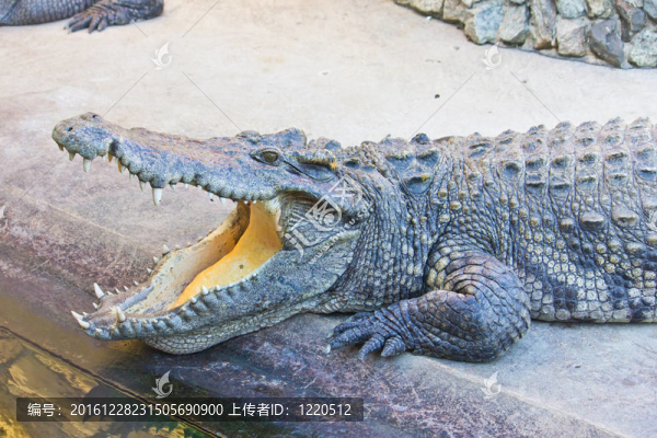 危險(xiǎn)鱷魚(yú)張開(kāi)嘴