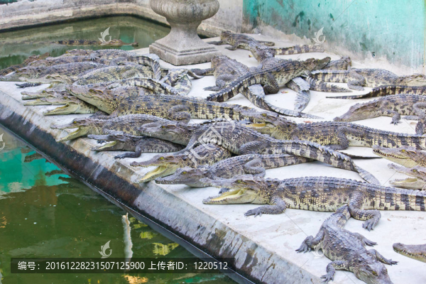 年輕的鱷魚休息