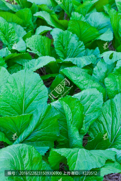 綠色卷心菜