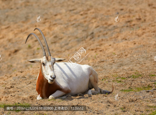 彎角大羚羊