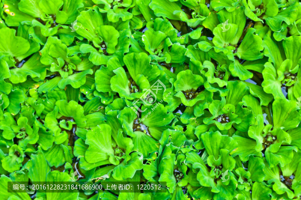 水生菜組