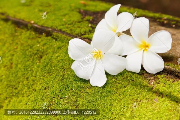 雞蛋花