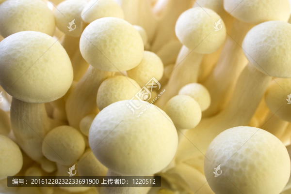 白色蟹味菇（白色真姬菇shimeji）