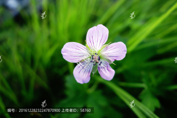 老鸛草