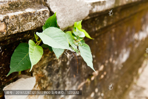 對(duì)開裂墻體生長(zhǎng)的菩提樹