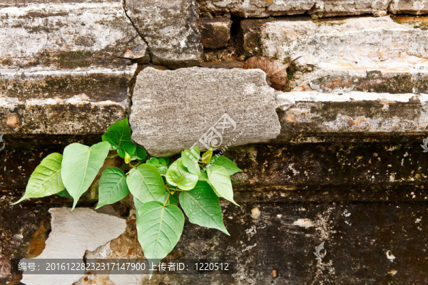 對(duì)開裂墻體生長的菩提樹