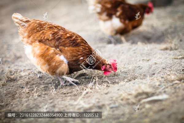 在一個農(nóng)家母雞（雞內(nèi)金）特寫