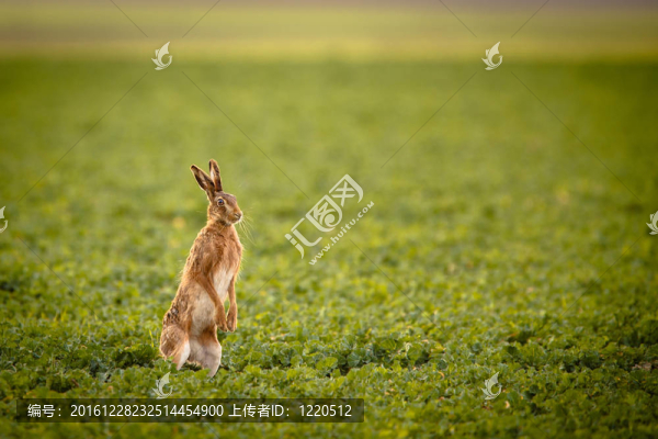 Brown,hare（草兔）