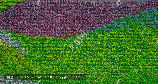 植物墻,植被墻