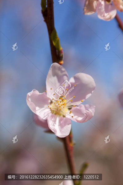 果園