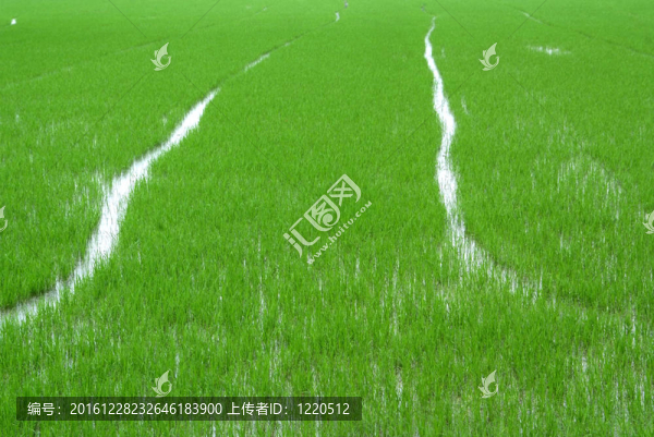 稻田