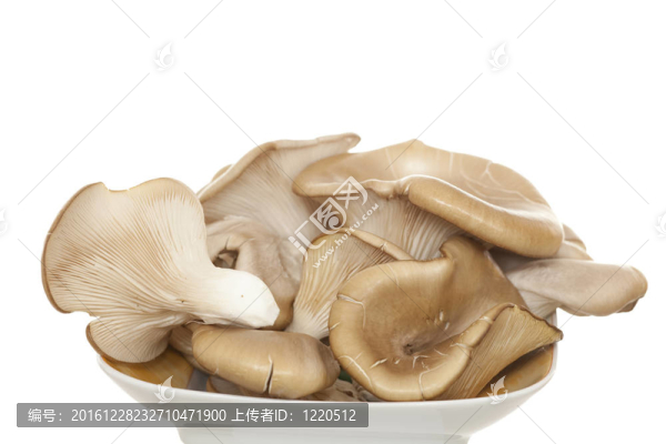 平菇