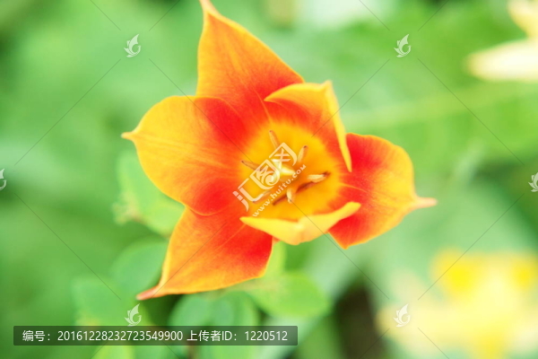 郁金香