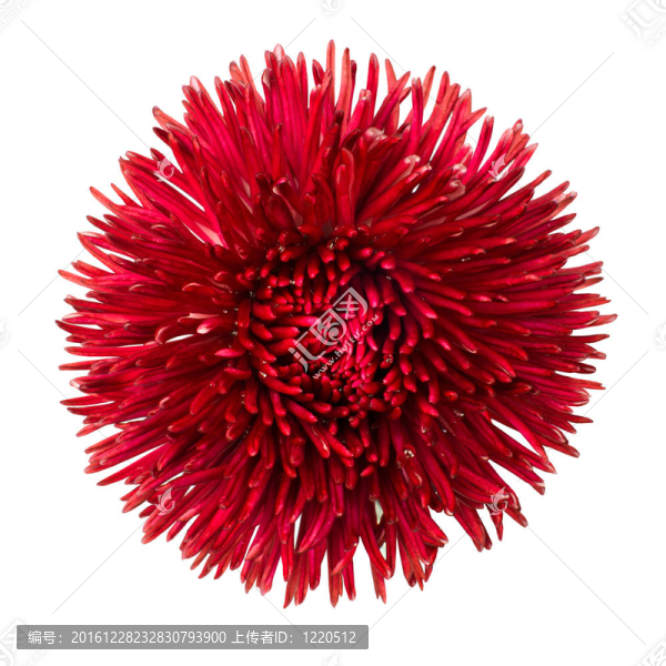 白色雛菊花頭