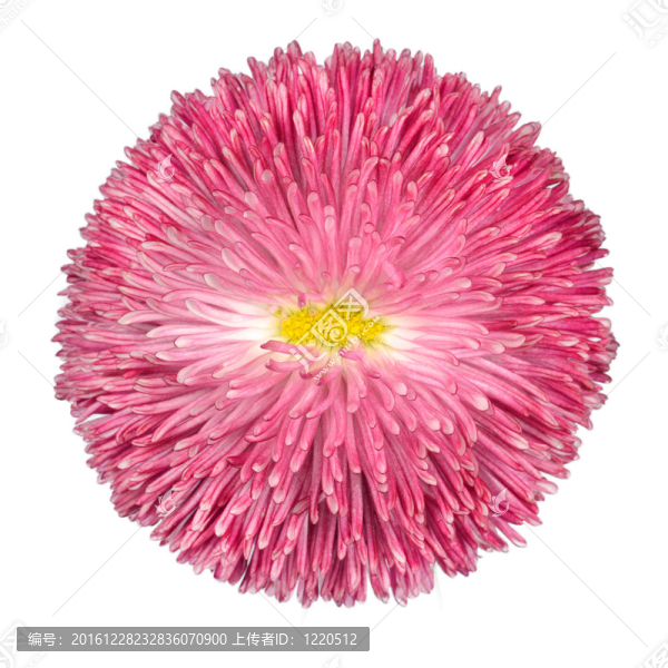 Pink,Daisy,Flower與黃色中心孤立White