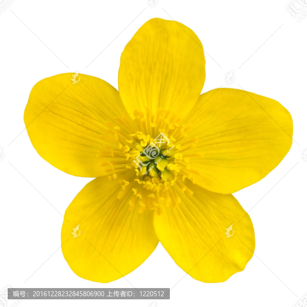 金盞花黃色花白色隔離
