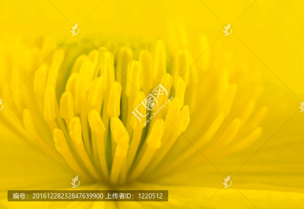 黃色的金盞花花卉中心宏觀