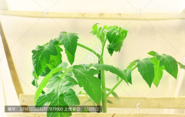 番茄幼苗