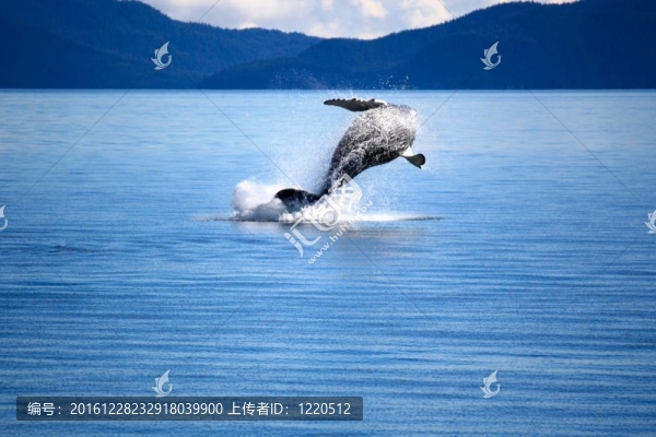 whale-2