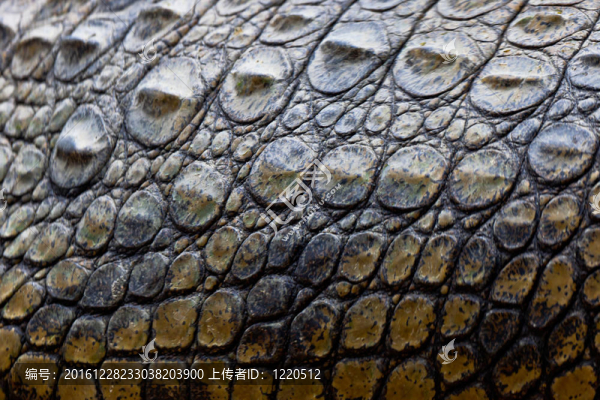尼羅河鱷魚(yú)；Crocodylus,niloticus