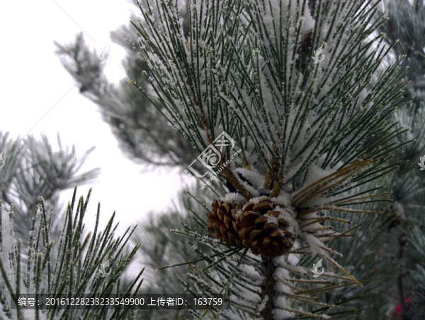 雪后的松樹枝