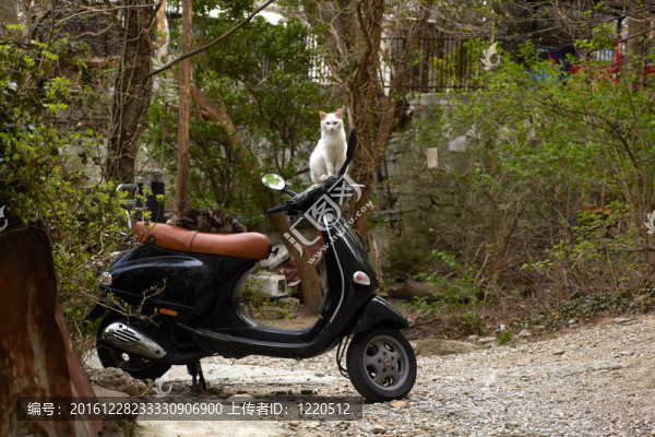 貓在滑板車