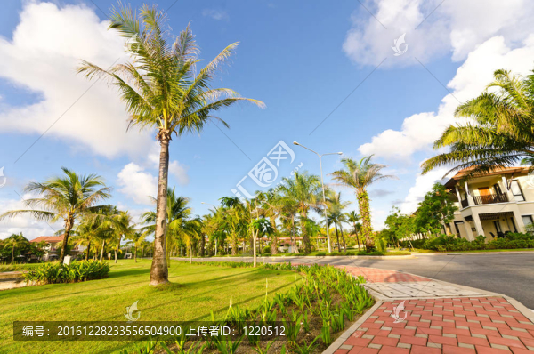 早晨的風(fēng)景；椰子樹和天空的綠蔭