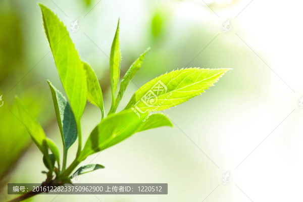 綠色的葉子