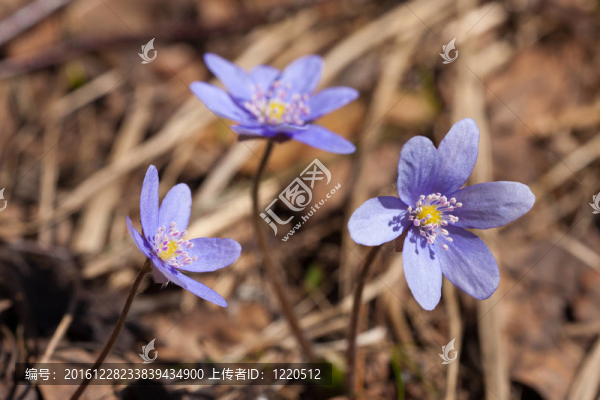 三花