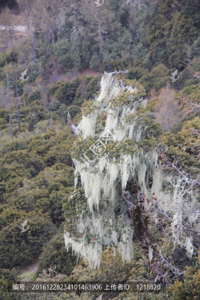 樹胡子