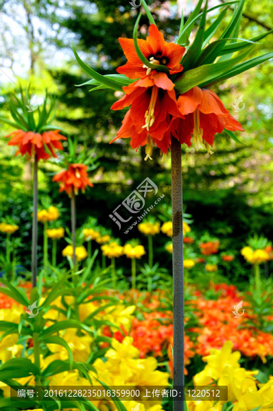紅色和黃色花特寫在荷蘭庫肯霍夫公園