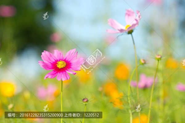 背景在草坪上粉紅色的雛菊