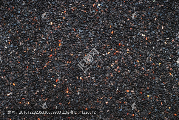 罌粟子